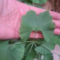 جینکو، درخت دارویی و خاص Ginkgo