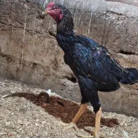 مرغ خروس فریح|حیوانات مزرعه|محمدبار, |دیوار