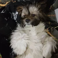 توله سگ پا کوتاه