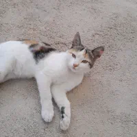 گربه ای زیبا خانگی