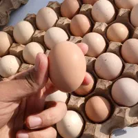 تخم مرغ نطفه دار|خوردنی و آشامیدنی|مشهد, میعاد (شهرک غرب)|دیوار