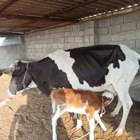 گاو با گوساله|حیوانات مزرعه|خرمشهر, |دیوار