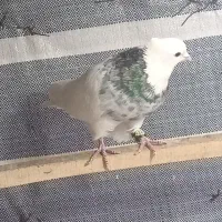 طوقی سرور|پرنده|قم, شهرک مهدیه (مدرس)|دیوار