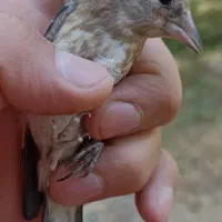 معاوضه باسهره