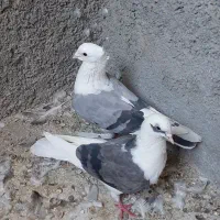 سلام جفت دوکت سبز دوخط|پرنده|بندر ماهشهر, |دیوار