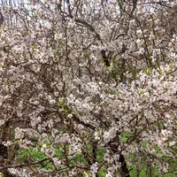 کود حیوانی گوسفندی(پهن)|خدمات باغبانی و درختکاری|تبریز, |دیوار