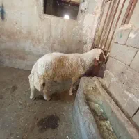 قوچ سنجابی