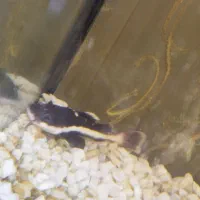 ماهی آکواریومی