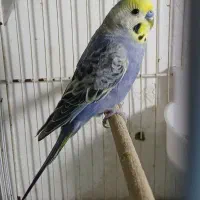 مرغ عشق رینبو بنفش