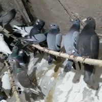 ۶۰تاکفترازبیرجندرسید