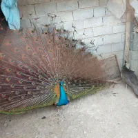 طاووس ۱۲ ماهه