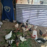 خروس محلی اصیل مرغ لاری نژاد افغان|حیوانات مزرعه|محمدشهر, محمدشهر|دیوار