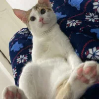 واگذاری رایگان گربه|گربه|چمران, |دیوار