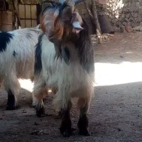 بزغاله تخمی