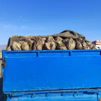 تحویل چغندر قند و کاه