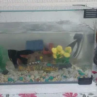 اکوا ریوم کامل