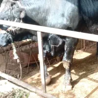 جوانه گوساله نرسوئیسی پرواری مخصوص کشتار