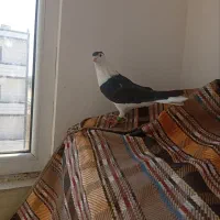 نر شیرازی ب شرط