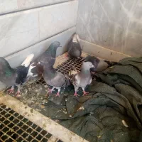 کبوتر