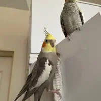 عروس هلندی مولد