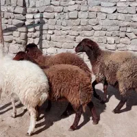 4عددبره ماده هتروبزرگ|حیوانات مزرعه|سرولایت, |دیوار