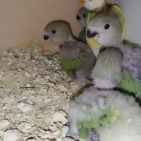 جوجه طوطی برزیلی ۱ ماهه|پرنده|ساوه, |دیوار