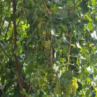 نگهبان خانه روستایی|استخدام سرایداری و نظافت|پاتاوه, |دیوار