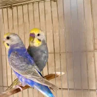 مرغ عشق و عروس هلندی
