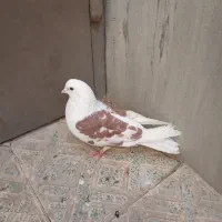 کفتر تهرانی