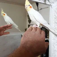 عروس دستی سخنگو