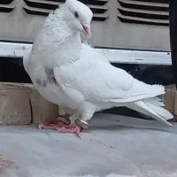 کبوتر طوقی