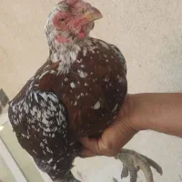 حیوانات مزرعه|حیوانات مزرعه|میناب, |دیوار