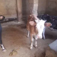 گوساله داشتی