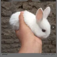 خوکچه هندی جوجه خرگوش|موش و خرگوش|مشهد, موعود|دیوار