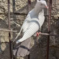 پلاکی شهری و رنگی|پرنده|کوهنجان, |دیوار