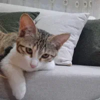 واگذاری رایگان گربه