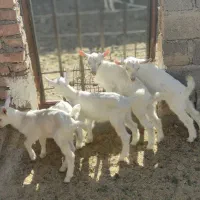 بزسانن فرانسوی اصل