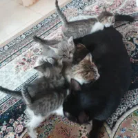 واگذاری گربه نژاددار|گربه|ماسال, |دیوار