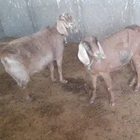 دوبز آبستنبهترین نژاد|حیوانات مزرعه|ملکشاهی, |دیوار