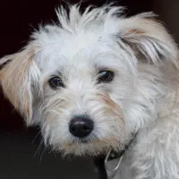 سگ پیدا شده در محدوده طرقبه