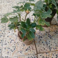 گل طبیعی|گل و گیاه طبیعی|اصفهان, اندوان|دیوار