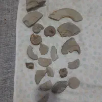 سنگ فسیل