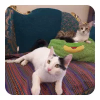 گربه نر و ماده عقیم شده