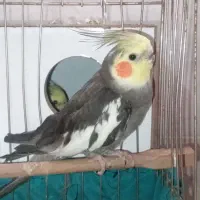 جفت عروس هلندی سخنگو