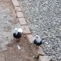 کفتر ابلغ کاکلی