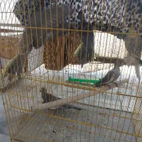 جوجه ۳ ماه دونه ای ۱ ملیون