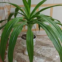 گل اشک ملکه یا سوسن عنکبوتی