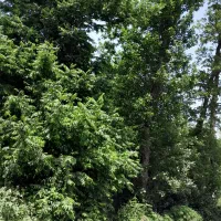 قطعه-398-متر-پسنده-سفلی