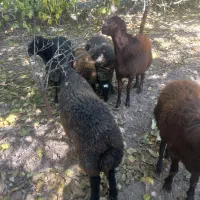 گوسفند فروشی