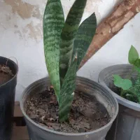 گل حیاط متنوع